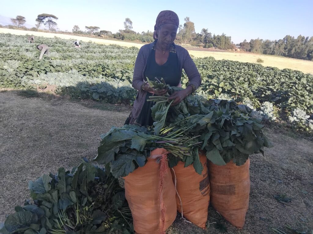 income through vegetable growing