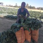 income through vegetable growing